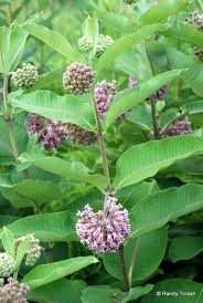 Common milkweed (A. syriaca)