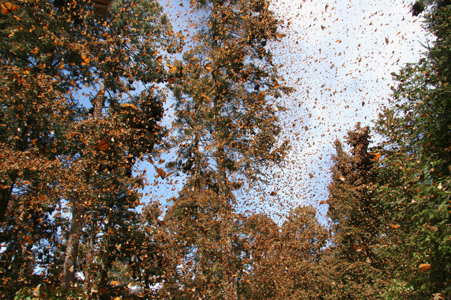 Monarch migration 3
