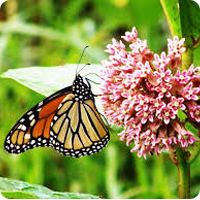 Milkweed for Monarchs