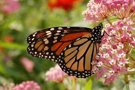 monarch on milkweed 2